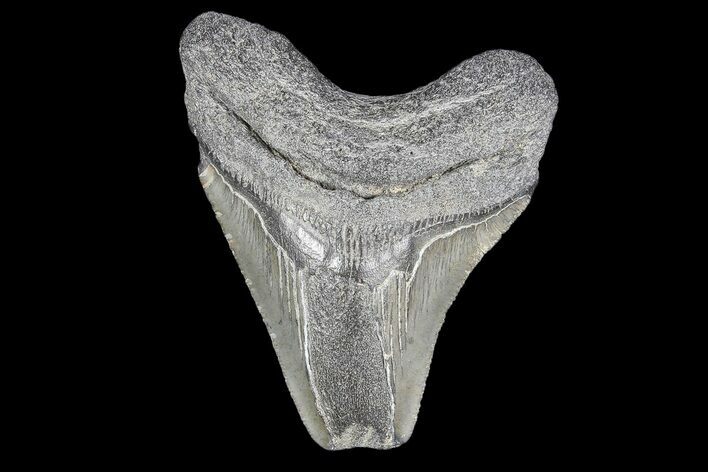 Bargain, Fossil Megalodon Tooth #89411
